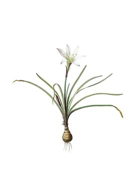 Vintage Rain Lily on White