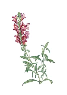 Vintage Red Dragon Flowers