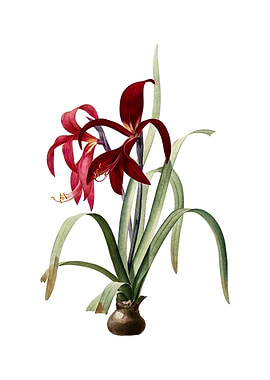 Vintage Sprekelia on White