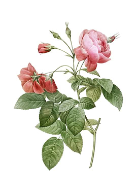 Pink Boursault Rose Flower