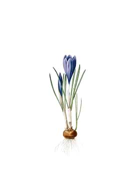 Vintage Spring Crocus