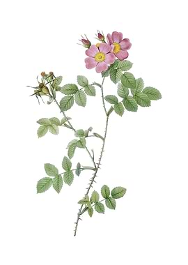 Pink Sweetbriar Roses