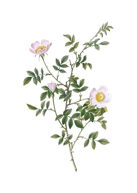 Pink Hedge Rose in Bloom