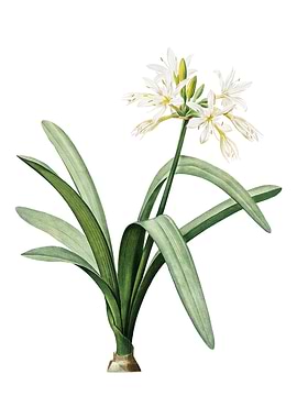 Pancratium Illyricum