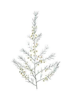 Vintage Sea Asparagus