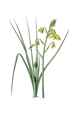 Vintage Slime Lily Flower