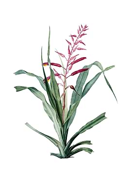 Pitcairnia Bromeliaefolia
