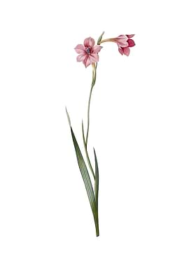 Vintage Sword Lily Flower