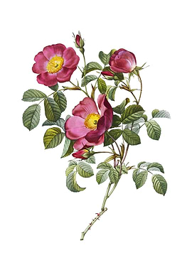 Vintage Rose of Love Bloom