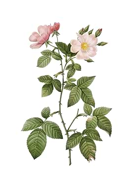 Red Bramble Leaved Rose