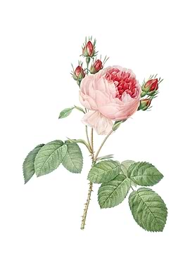 Vintage Pink Cabbage Rose