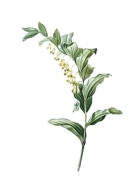 Vintage Solomons Seal