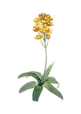 Vintage Sun Star on White