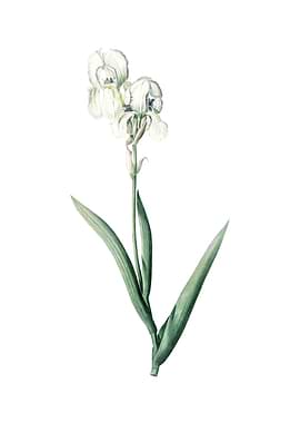 Vintage Tall Bearded Iris