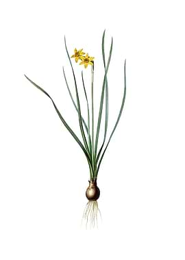 Vintage Rush Leaf Jonquil