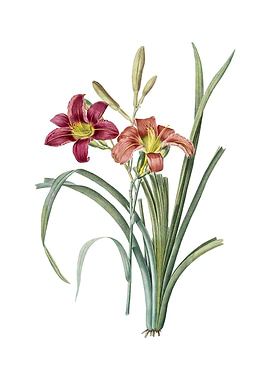 Vintage Orange Day Lily