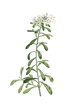 Small White Flowers Flower