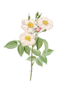 Vintage Rose of Castile