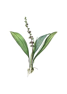 Vintage Peliosanthes Teta