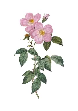 Tea Scented Roses Bloom