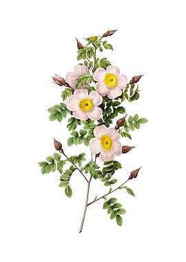 Thornless Burnet Rose