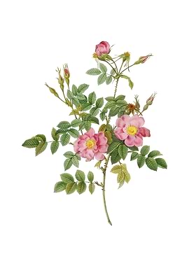 Pink Rosebush Bloom Flower