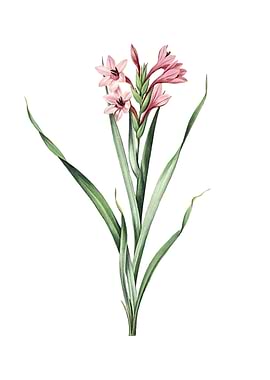 Vintage Sword Lily Flower