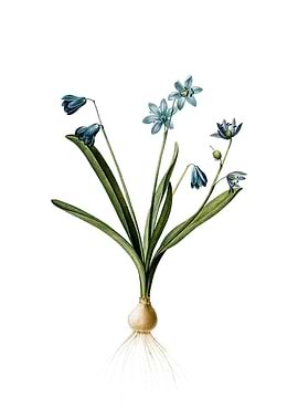 Vintage Scilla Amoena