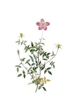 Single Dwarf Chinese Rose