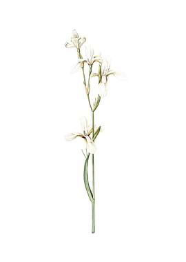 Vintage Siberian Iris