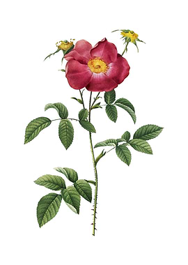 Stapelia Rose Bloom Flower