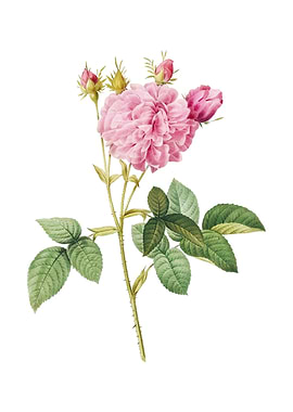 Vintage Pink Agatha Rose