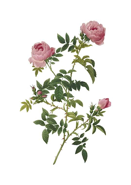 Vintage Rose of the Hedges