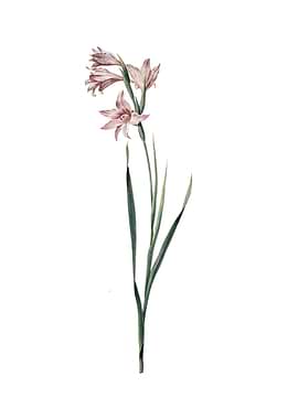 Vintage Painted Lady