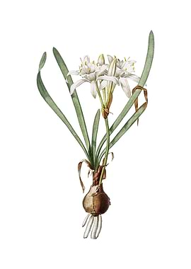 Vintage Sea Daffodil