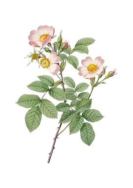 Short Styled Field Rose