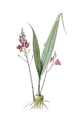 Vintage Pine Pink on White