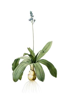 Scilla Lilio Hyacinthus