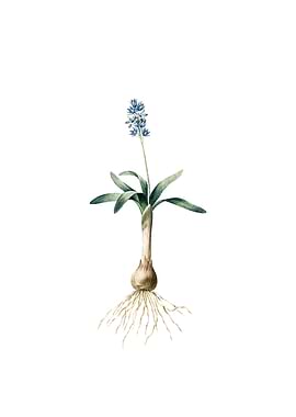 Vintage Scilla Lingulata