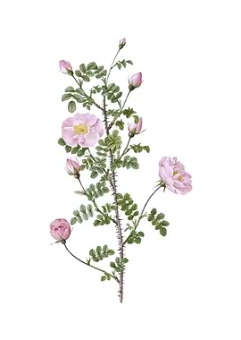 Pink Scotch Briar Rose