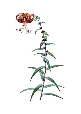 Vintage Tiger Lily Flower