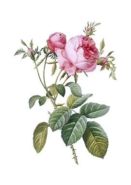 Pink Cabbage Rose de Mai