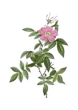 Pink Boursault Rose Flower