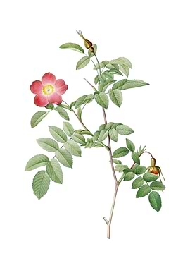 Vintage Pink Alpine Rose