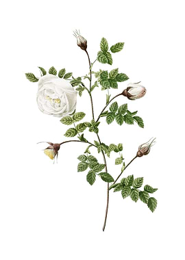 Silver Flower Hispid Rose