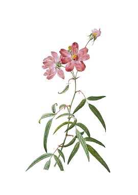 Vintage Peach Leaved Rose