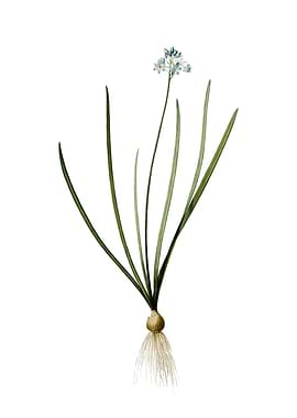 Vintage Spring Squill