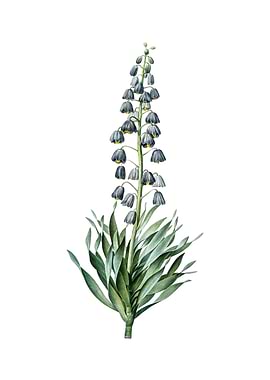 Vintage Persian Lily