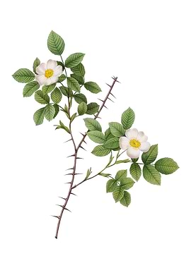 Spiny Leaf Rose of Dematra