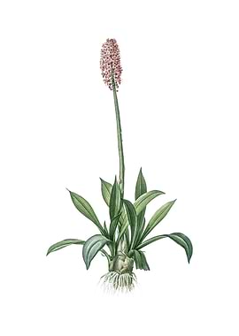 Vintage Swamp Pink Flower